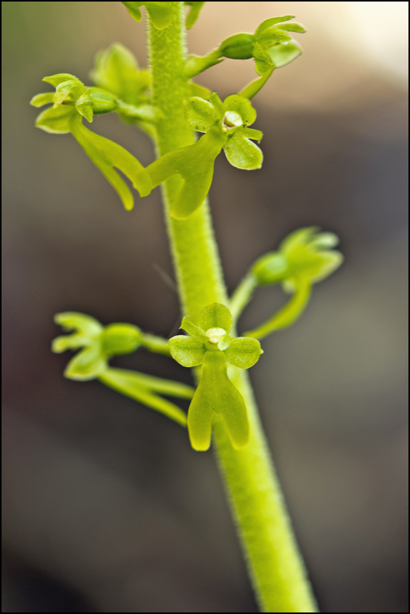 Listera ovata (L.) R.Br. In W.T. Aiton